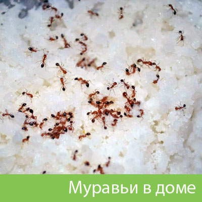 Муравьи в доме в Сибае